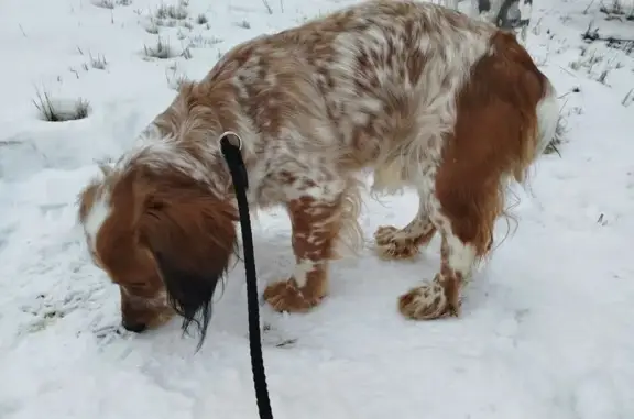 Найдена собака, Раменское, фото: Спаниель найден: Раменское, Десантная ул.