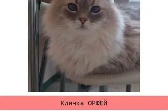 Пропал кот Орфей, Ленинградская, 4