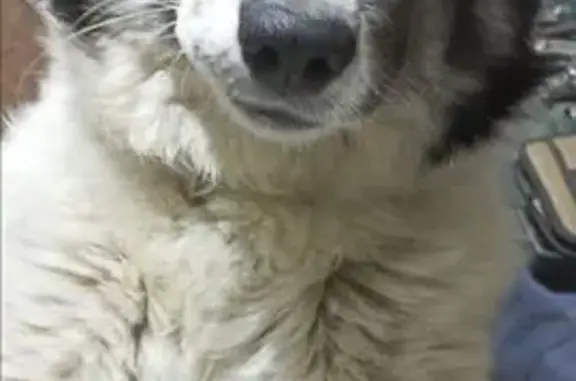 Пропала собака, Белогорск, Амурская обл.