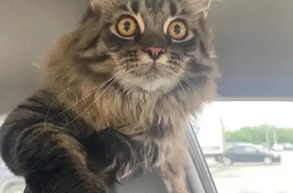 Пропала кошка Тиша, Родонитовая 5, Екб