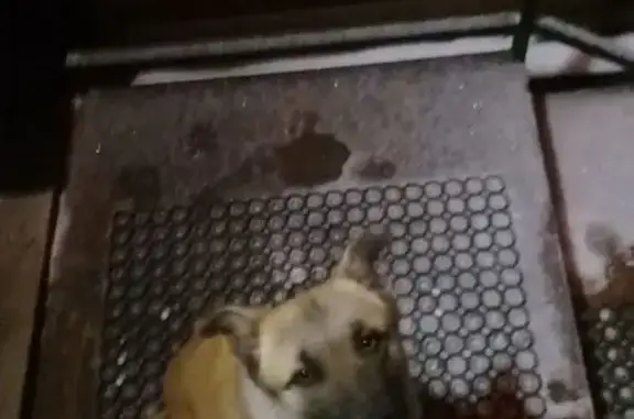 Пропала собака, Улан-Удэ, Бурятия