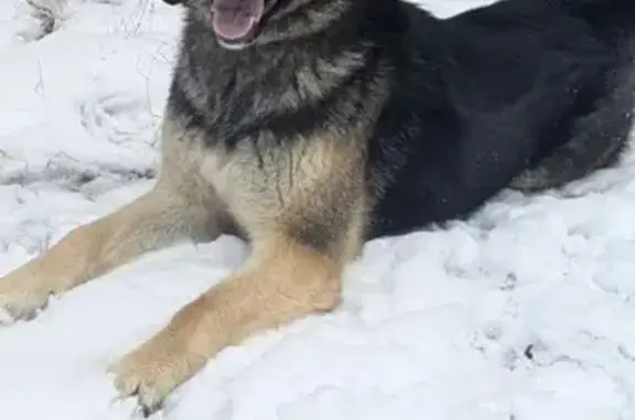 Пропала собака, Екатеринбург, ул. Соболева