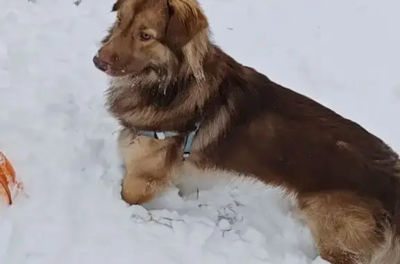 Пропала собака в Сушково, Тверская обл.
