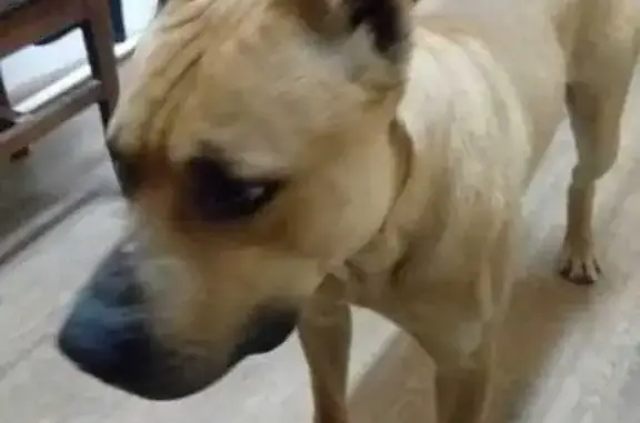 Найдена собака, Ессентуки, фото: Собака найдена: ул. Крупской 23, Ессентуки