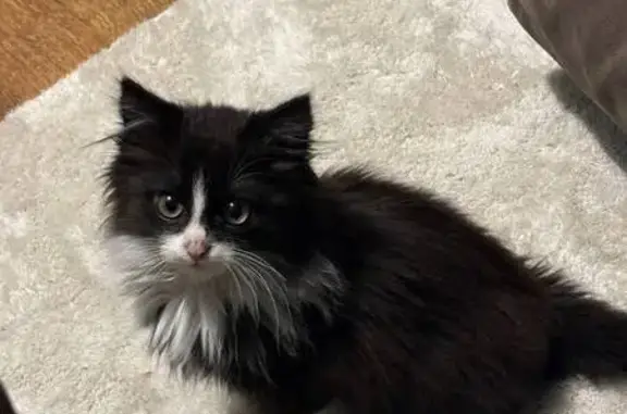 Потерянные животные Москва, фото: Пропал котёнок, Радужная ул. 12 к1, Москва