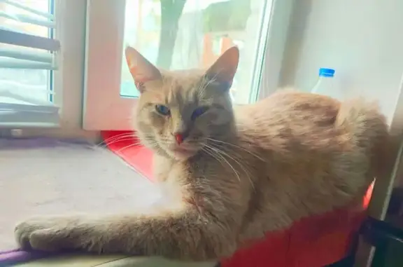 Пропала кошка, Пушкино, Добролюбовский 2/11