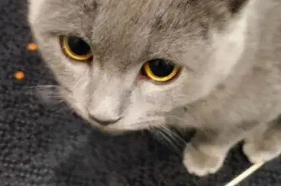 Найдена кошка, Засечное, фото: Кошка найдена: Светлая ул, 5, Засечное