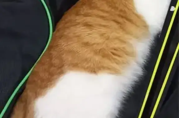 Потерянные животные Яранск, фото: Пропала кошка, ул. Карла Маркса, 98, Яранск