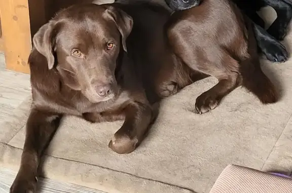 Собаки потеряшки, Дружино, фото: Потеряшка собака в Дружино, ул. Лесная