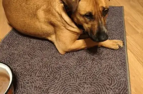 Найдена собака, Солнечногорск, фото: Найдена собака, Красная ул. 115, Солнечногорск