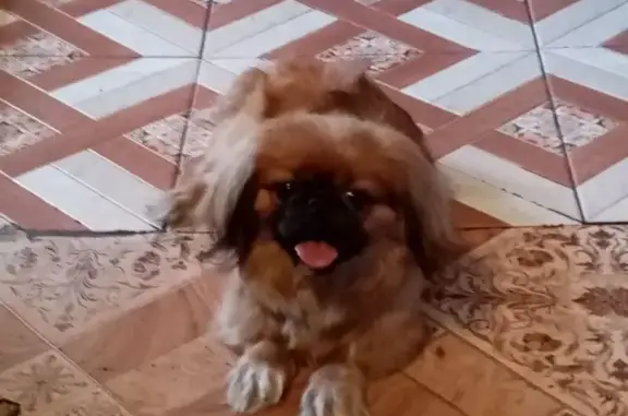 Пропала собака, ул. Механизации, 15