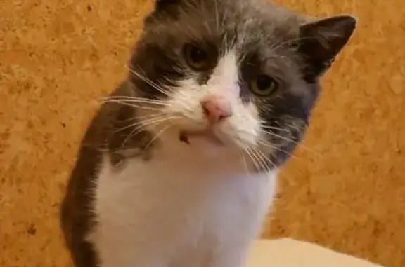 Кошка найдена: Лесная 1, Надеждинское - photo