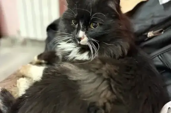 Найдена кошка, Иншинский, фото: Кошка найдена: Иншинский 63