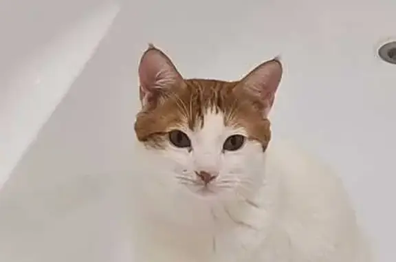 Пропала белая кошка, Любимый пер., 3