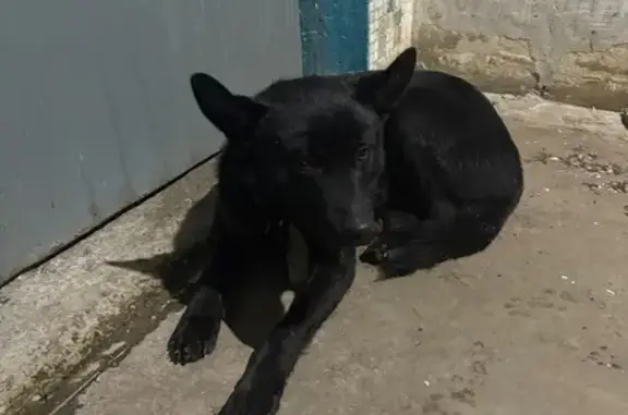 Объявления о пропавших и найденных животных, Невинномысск, фото: Найдена собака: Степная ул., 8Б, Невинномысск