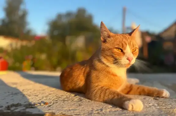 Пропала рыжая кошка, Лесная 12, Мстихино