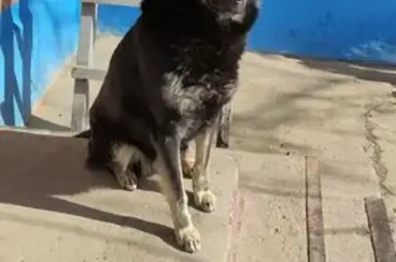 Пропала собака Амур, Самбек, Кооперативная