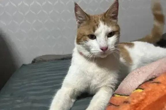 Найдена кошка, Москва, фото: Найдена кошка, Одесская ул., 23 к1, Москва