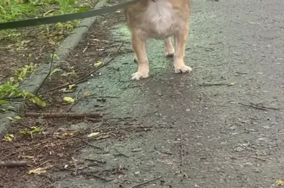 Пропала рыжая собачка, Школьная 10, Никольское