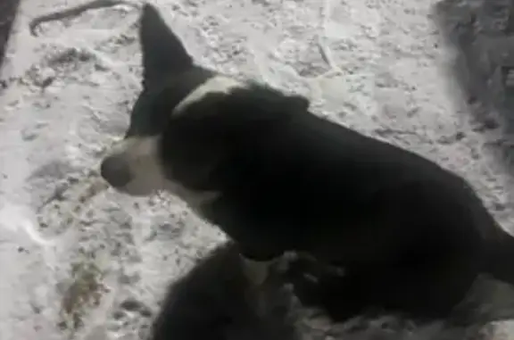 Пропала собака, Ейск, ул. Кошевого, 49