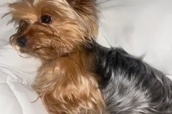 Пропала собака, Новосёловская ул., Белореченск