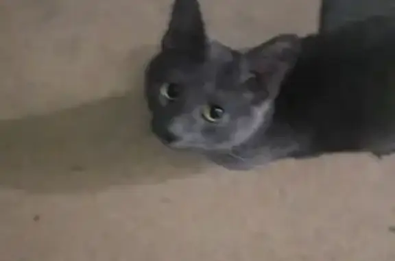 Найдена кошка, Чебоксары, фото: Найдена кошка, Чебоксары, Чувашия