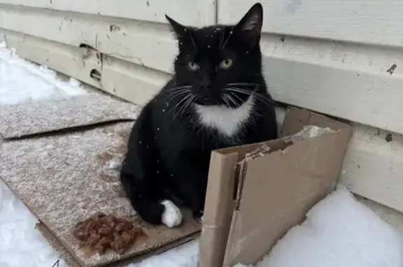 Найдена кошка, Воронеж, фото: Кошка найдена: Беговая ул., 8/1А, Воронеж