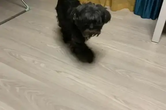 Найдена собака, Уфа, фото: Собака найдена: ул. Ферина, 29, Уфа