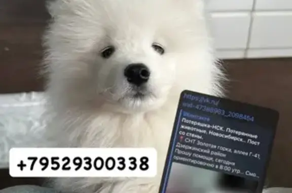 Пропала собака, СНТ Золотая Горка, НСК