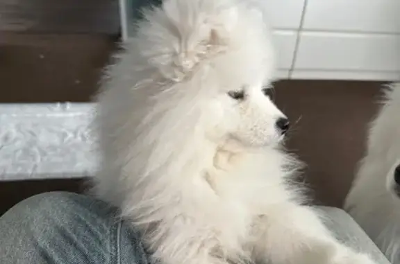 Пропала собака, Новосибирск, обл.