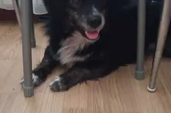 Пропала собака, Москва