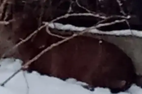 Найдена собака, Картино, фото: Собака найдена на Зелёной улице, Картино