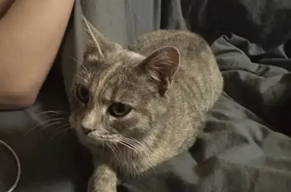 Найдена кошка, Пенза, фото: Найдена кошка, ул. Свердлова, 40/13