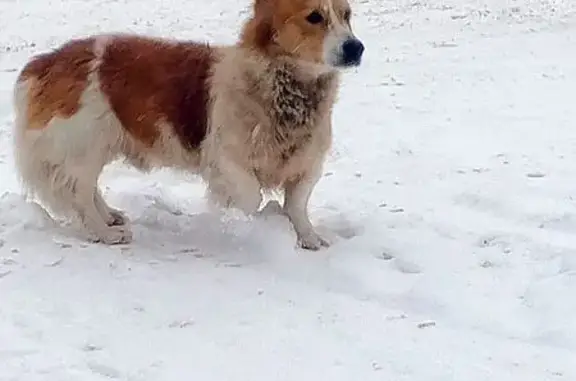 Найдена собака, Сердобск, фото: Найдена собака, ул. Гагарина, Сердобск