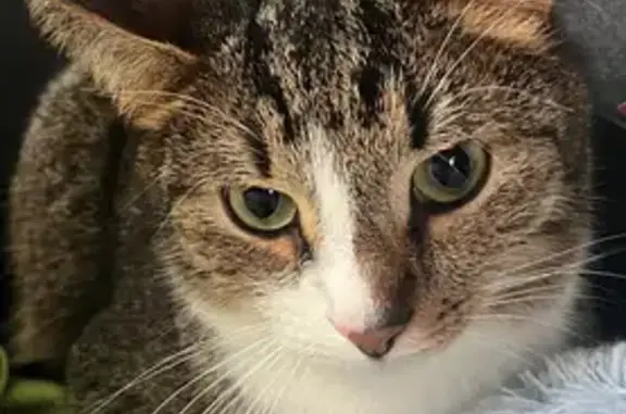 Пропала кошка, ул. Белова, Онуфриево