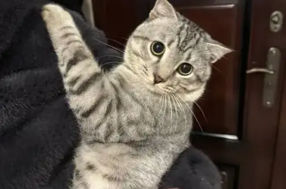 Найдена кошка, Казань, фото: Кошка найдена: ул. Дементьева, 5Б, Казань