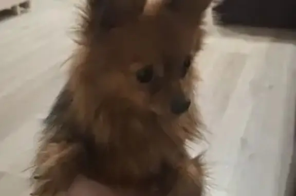 Найдена собака, Белгород, фото: Собака найдена: Белгород, Губкина 17И