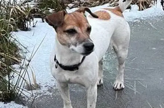 Собаки потеряшки, Истра, фото: Потеряшка собака у СНТ «Огнеупорщик-3»