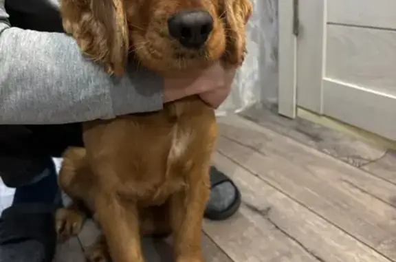 Найдена собака, Мурино, фото: Спаниель найден в метро, Мурино, переход