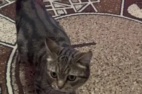 Пропала кошка, Еловой проезд 8, Тула