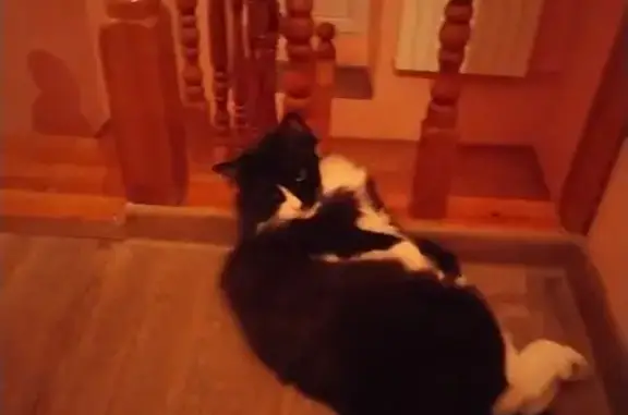 Пропала кошка, ул. Маркина 64, Тепличный