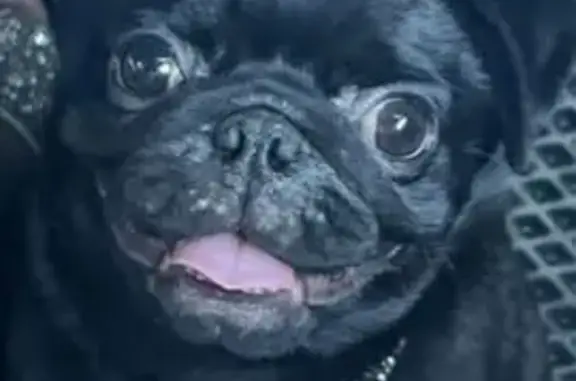 Пропала собака, наб. Леонова, 18, Балаково