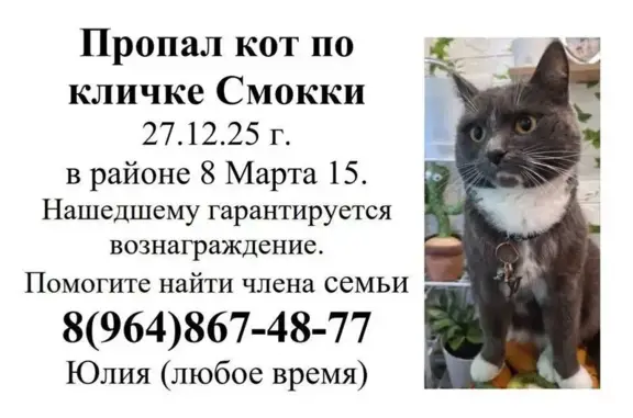 Пропала кошка, ул. 8 Марта, 15