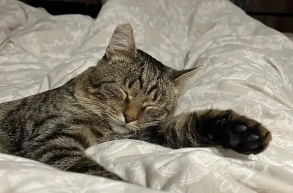 Кошки потеряшки, Арамиль, фото: Потеряшка кошка, Луговая 4, Арамиль