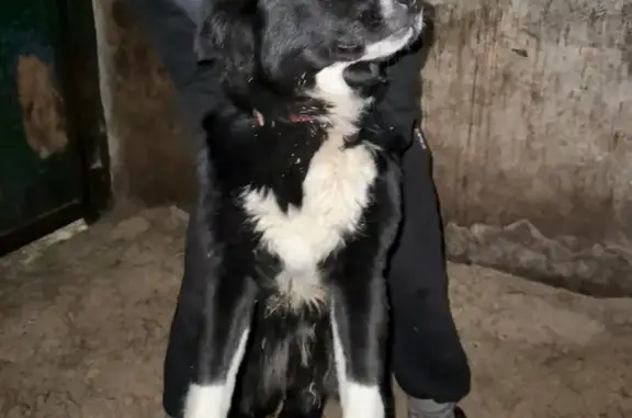 Найдена собака, Тверь, фото: Собака найдена: Чайковского, 64 к7, Тверь