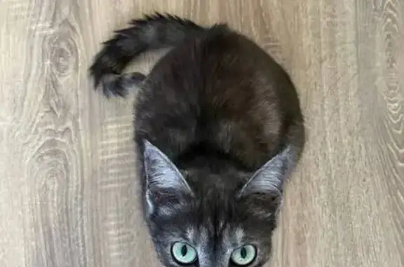 Пропала кошка, ул. Крауля 76, Екб