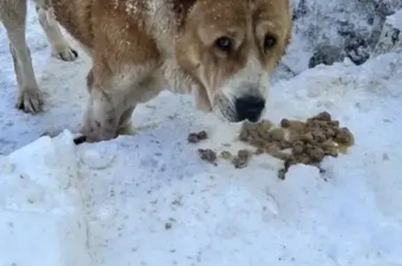 Найдена собака, Химки, фото: Найден добрый алабай в Химках, МО