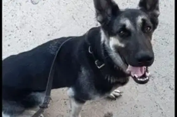 Пропала собака, ул. Фадеева, Краснодар