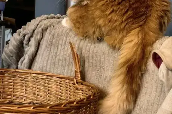 Пропала кошка, Пениковское с/п, Ленобласть