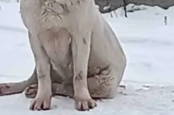 Найдена собака, Марусино, фото: Алабай найден в Марусино, МО